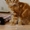 Котята мейн-кун из питомника кошек Raleos BY - Изображение #5, Объявление #769448