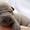 продам щенков Тайского Риджбека - Изображение #2, Объявление #800719