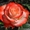 Саженцы роз элитных сортов почтой по россии и самовывозом из Домодедово - Изображение #2, Объявление #809310