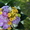 Букеты и корзины из живых цветов для праздника - Изображение #6, Объявление #818182