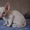 Корниш-рекс котята из питомника Basileus - Изображение #1, Объявление #840010