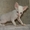 Корниш-рекс котята из питомника Basileus - Изображение #4, Объявление #840010