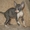 Корниш-рекс котята из питомника Basileus - Изображение #3, Объявление #840010