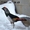 Продаю павлинов и фазанов - Изображение #6, Объявление #846352