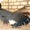Продаю павлинов и фазанов - Изображение #10, Объявление #846352