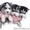 Продам черно-белых и серо-белых (волчий тип),  высокопородистых щенков Хаски #841978