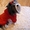 пошив одежды для собак в интернет магазине Алефтинка - Изображение #3, Объявление #844017