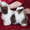 Ши-тцу щенок выставочного экстерьера #869038