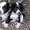 Китайская хохлатая - очаровательные щеночки #747555