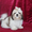 Ши-тцу щенок выставочного экстерьера - Изображение #2, Объявление #869038