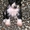 Китайская хохлатая - очаровательные щеночки - Изображение #5, Объявление #747555