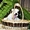 Красивые щенки джек рассел терьера - Изображение #2, Объявление #873812