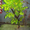 Искусственные деревья небольших размеров - Изображение #1, Объявление #873450