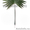Пальмовые ветки и листья - Изображение #2, Объявление #873474