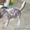 Китайская хохлатая - очаровательные щеночки - Изображение #7, Объявление #747555
