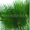 Пальмовые ветки и листья - Изображение #1, Объявление #873474