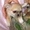 Чихуахуа щенки - девочки гладкошерстные - Изображение #5, Объявление #901703
