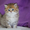 Британские котята с изумрудными глазками! - Изображение #1, Объявление #904873