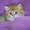 Британские котята с изумрудными глазками! - Изображение #3, Объявление #904873