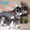Тримминг собак жесткошерстных пород, стрижка собак и кошек с выездом на дом - Изображение #1, Объявление #908915