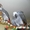 Aра, какаду и африканские серые попугаи  - Изображение #2, Объявление #935913