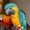 Aра,  какаду и африканские серые попугаи  #935913
