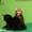 Элитные котята курильского бобтейла! Шоу-класс! - Изображение #9, Объявление #924576