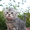 Шотландские вислоухие котята! - Изображение #3, Объявление #934889