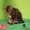 Элитные котята курильского бобтейла! Шоу-класс! - Изображение #3, Объявление #924576