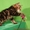 Элитные котята курильского бобтейла! Шоу-класс! - Изображение #1, Объявление #924576