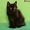 Элитные котята курильского бобтейла! Шоу-класс! - Изображение #4, Объявление #924576