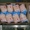 Цыплята-бройлеры, замороженные, в индивидуальном цветном пакете - Изображение #2, Объявление #925575