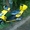 Трехколесный скутер-двухместный- IRBIS Z50R, Sagita RC50QT-6 - Изображение #8, Объявление #947121