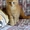 Котята мейн кун из питомника Raleos*BY - Изображение #1, Объявление #943979