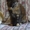 Котята мейн кун из питомника Raleos*BY - Изображение #3, Объявление #943979