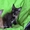 Котята мейн кун из питомника Raleos*BY - Изображение #5, Объявление #943979