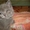 британские  и  шотландские  вислоухие котята  - Изображение #1, Объявление #946639