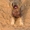 Китайская хохлатая - голая красавица Лилу - Изображение #2, Объявление #950944