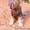 Китайская хохлатая - голая красавица Лилу - Изображение #3, Объявление #950944