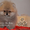 Щеночки карликового померанского шпица VIP-classa, Тип-Мишки! - Изображение #2, Объявление #954996