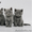 Британские котята из питомника британских кошек - Изображение #2, Объявление #157896