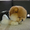 Эксклюзивные щеночки карликового померанского шпица VIP-classa, Тип-Мишки! - Изображение #6, Объявление #954408