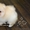 Эксклюзивные щеночки карликового померанского шпица VIP-classa, Тип-Мишки! - Изображение #2, Объявление #954408