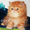 Персидские котята питомника Оресанс - Изображение #1, Объявление #963260