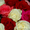 Розы оптом из Эквадора,  цветы из Голландии #969570