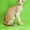 Корниш-рекс котята - Изображение #3, Объявление #982376