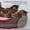 Котята мейн-кун недорого - Изображение #2, Объявление #990212