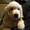 Голден- ретривер щенки кобели - Изображение #3, Объявление #991910