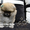  Щеночки карликового померанского шпица эксклюзивно высокого качества VIP-Classa - Изображение #3, Объявление #1000287