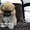  Щеночки карликового померанского шпица эксклюзивно высокого качества VIP-Classa - Изображение #4, Объявление #1000287